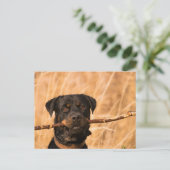 Rottweiler met een stok briefkaart (Staand voorkant)
