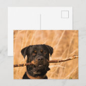 Rottweiler met een stok briefkaart (Voorkant / Achterkant)