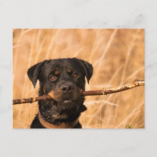 Rottweiler met een stok briefkaart (Voorkant)