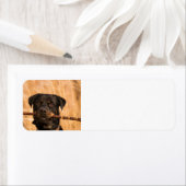Rottweiler met een stok etiket (Insitu)
