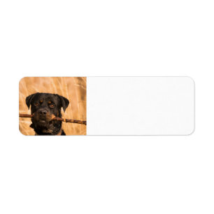 Rottweiler met een stok etiket