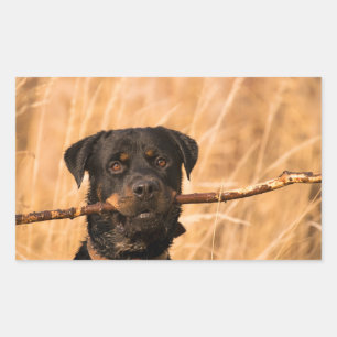Rottweiler met een stok rechthoekige sticker