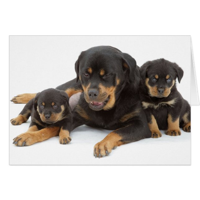 Rottweiler met twee puppies (Voorkant Horizontaal)