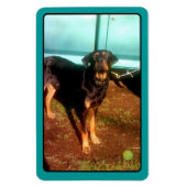 Rottweiler mixmagneet magneet (Verticaal)