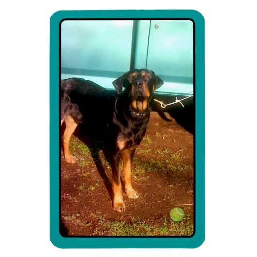 Rottweiler mixmagneet magneet (Verticaal)