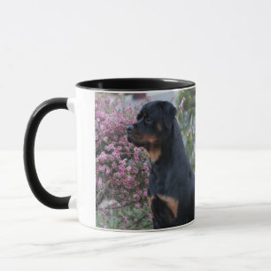 Rottweiler Mok