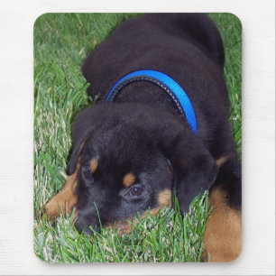 rottweiler. muismat