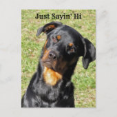 Rottweiler Net Sayin' Hi Briefkaart (Voorkant)