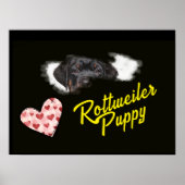 Rottweiler Ogen Effen Kleur Poster (Voorkant)