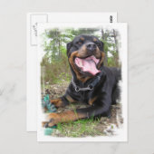 Rottweiler Photo Briefkaart (Voorkant / Achterkant)