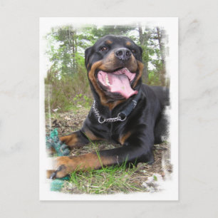 Rottweiler Photo Briefkaart