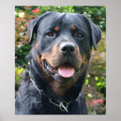 Rottweiler portret poster (Voorkant)
