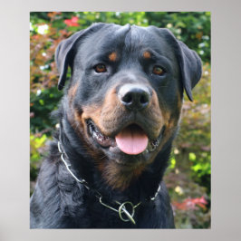 Rottweiler portret poster