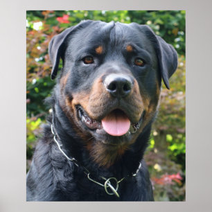 Rottweiler portret poster