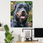 Rottweiler portret poster (Thuiskantoor)