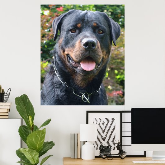 Rottweiler portret poster (Thuiskantoor)