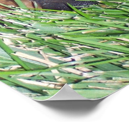 rottweiler. poster (Hoek)