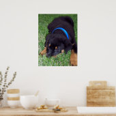 rottweiler. poster (Keuken)