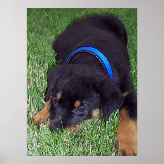 rottweiler. poster (Voorkant)