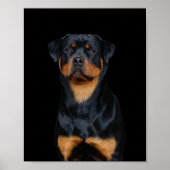 Rottweiler Poster (Voorkant)