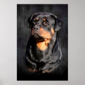 Rottweiler Poster (Voorkant)
