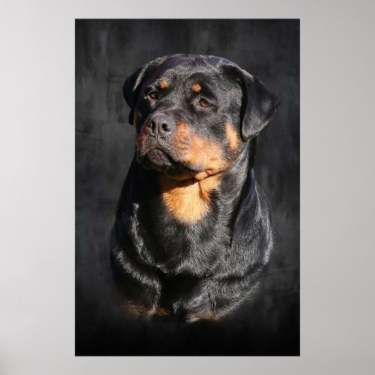 Rottweiler Poster (Voorkant)