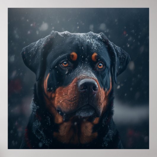 Rottweiler Poster (Voorkant)