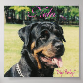 Rottweiler Poster (Voorkant)