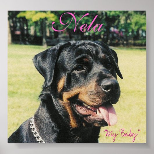 Rottweiler Poster (Voorkant)