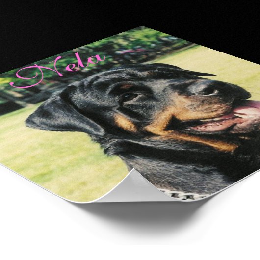Rottweiler Poster (Hoek)