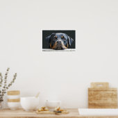 Rottweiler Poster (Keuken)