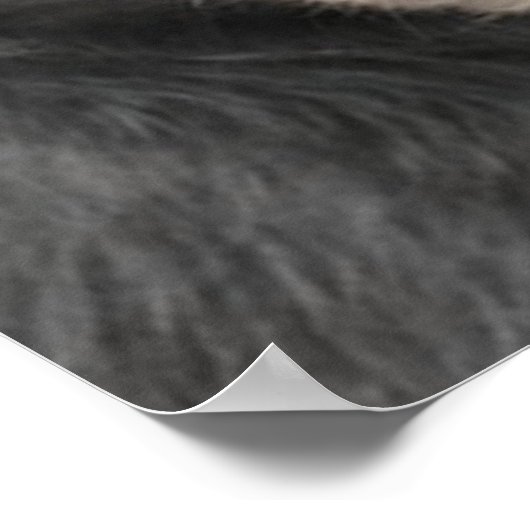 Rottweiler-Poster Poster (Hoek)