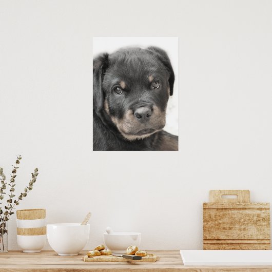 Rottweiler-Poster Poster (Keuken)