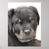 Rottweiler-Poster Poster (Voorkant)