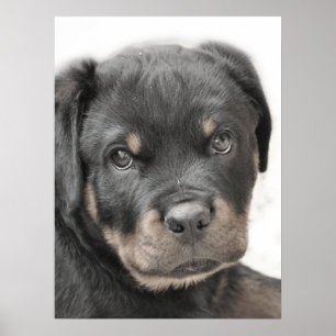 Rottweiler-Poster Poster