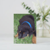 rottweiler pup. briefkaart (Staand voorkant)