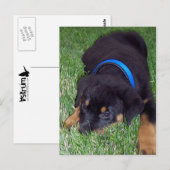 rottweiler pup. briefkaart (Voorkant / Achterkant)