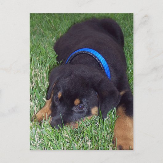 rottweiler pup. briefkaart (Voorkant)