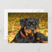 Rottweiler Pup Lying On The Ground In Forest Briefkaart (Voorkant / Achterkant)