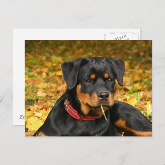 Rottweiler Pup Lying On The Ground In Forest Briefkaart (Voorkant / Achterkant)