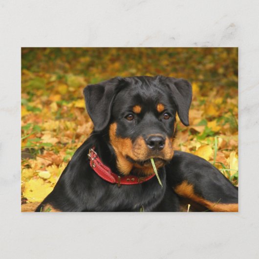 Rottweiler Pup Lying On The Ground In Forest Briefkaart (Voorkant)