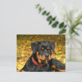 Rottweiler Pup Lying On The Ground In Forest Briefkaart (Staand voorkant)