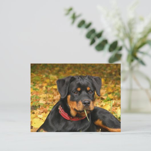 Rottweiler Pup Lying On The Ground In Forest Briefkaart (Staand voorkant)