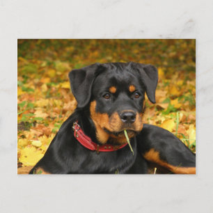 Rottweiler Pup Lying On The Ground In Forest Briefkaart