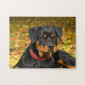 Rottweiler Pup Lying On The Ground In Forest Legpuzzel (Horizontaal)