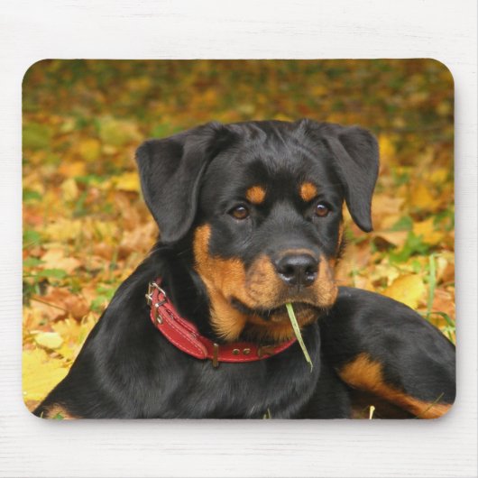 Rottweiler Pup Lying On The Ground In Forest Muismat (Voorkant)