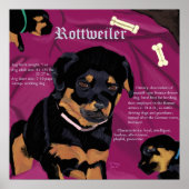 Rottweiler Pup poster (Voorkant)