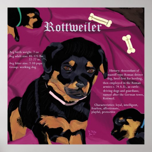 Rottweiler Pup poster (Voorkant)