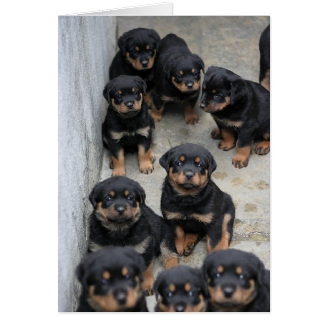 Rottweiler-Puppies (Voorkant)