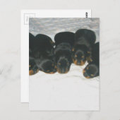 Rottweiler-Puppies Briefkaart (Voorkant / Achterkant)